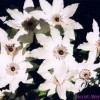 Ломонос растение цветок