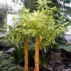 Комнатное растение бамбук