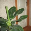 Растение банан
