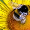 Заболевания пчел