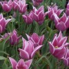 Гибридные тюльпаны
