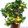 Растение лимон, апельсин