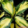 Аукуба цветок