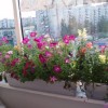 Цветы на балконе. В мире растений