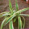 Комнатное растение агава