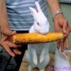 Корма для кроликов