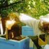 Начинающий пчеловод в современном пчеловодстве