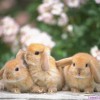 Крольчата. Беременность крольчихи