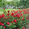 Парковые розы