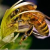 Медоносные пчелы