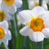 Нарцисс – растение, цветок