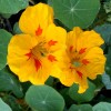 Настурция – растение, цветок