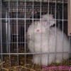 Пуховые кролики