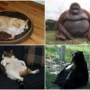 Ожирение животных