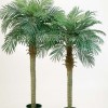 Комнатное растение пальма