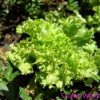 Растение салат