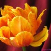 Ранние махровые тюльпаны