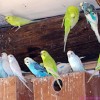 Содержание волнистых попугайчиков