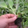Выращивание рассады капусты