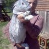 Порода кроликов серый великан