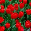 Тюльпан – растение, цветок