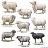 Породы овец