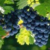 Виноград растение