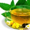 Почему зеленый чай является лечебным?
